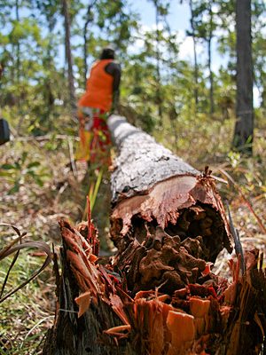 Our friend Lena cutting Yidaki in the Northern Territory of Australia